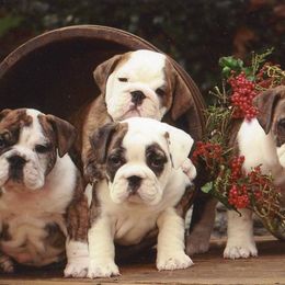 English Bulldog and Weimaraner Puppies from Peaksview