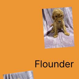 Akc Standard poodle Flounder - Apricot male Poodle puppy in Harrisburg, Arkansas from Ransone’s Ridge Runners Poodles and Doodles