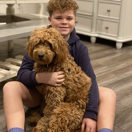 Goldendoodle and Golden Retriever Puppies from Utah Goldens