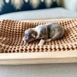 Dancer - Fawn female Pembroke Welsh Corgi puppy in Payson, Utah from Spring Creek Aussies + Corgis