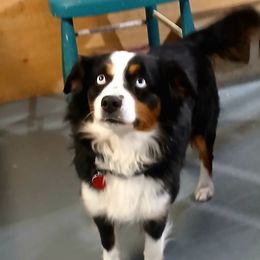 Grace - Miniature Australian Shepherd