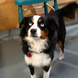Grace - Miniature Australian Shepherd