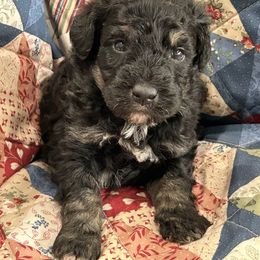 Boy 4 - Aussiedoodle puppy from Happy Hollow Ranch