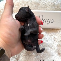 Yorkshire Terrier Puppies from Hummingbird Farm & Gardens