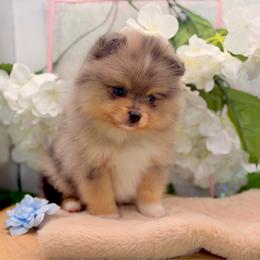 Archie - Black and tan male Pomeranian puppy in Gilroy, California from Belt Fed Kennels
