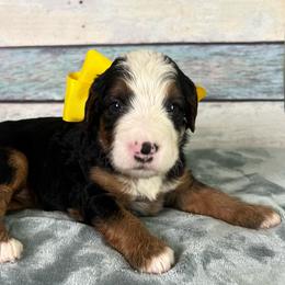 Yellow Girl - Tri-color female Bernedoodle puppy in The Woodlands, Texas from Gracie's Goldendoodles and Bernedoodles of The Woodlands