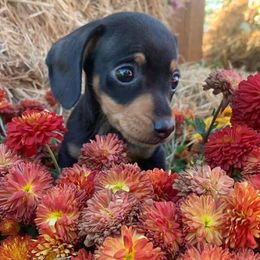 Dachshunds from River Valley Daschunds