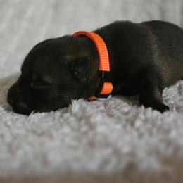 Orange Boy - Sable Coat - Sable male German Shepherd puppy in Elijay, Georgia from Mission K9