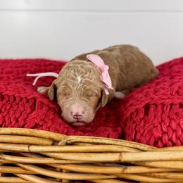 Caramel - Light Pink Collar - Apricot female Goldendoodle puppy in The Woodlands, Texas from Golden Fields Doodles