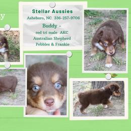 Buddy - Red tri-color male Australian Shepherd puppy in Asheboro, North Carolina from Stellar Aussies