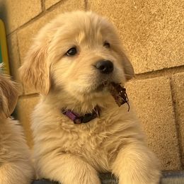 Malibu - Golden Retriever