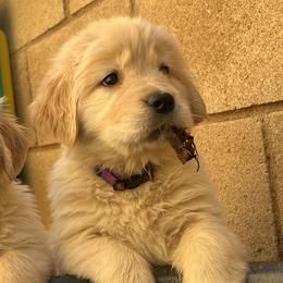 Malibu - Golden Retriever