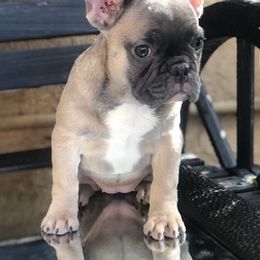 French Bulldogs from Bulldogsarewildkennel