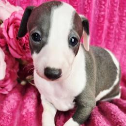 Avalanche - White and blue female Italian Greyhound puppy in Cadwell, Georgia from All The DoDa Day Italian Greyhounds