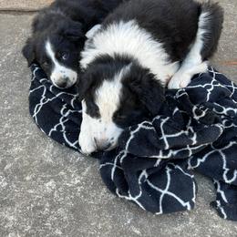 Border Collie Puppies from Roaring River Border Collies