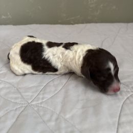 Poodle Puppies from Genesis Kinnibrugh