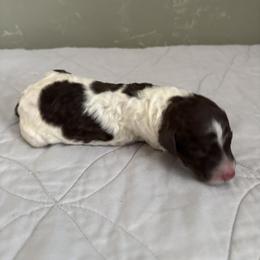 Poodle Puppies from Genesis Kinnibrugh
