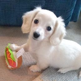 Dachshund Puppies from Doxie Waggin Tails