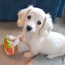 Dachshund Puppies from Doxie Waggin Tails