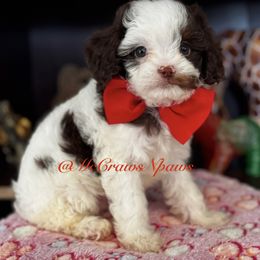 Cavapoos, Maltipoos, and Poodles from McCraws N Paws