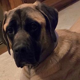 Mastiffs and Miniature Australian Shepherds from M&M Aussie's & Mastiff's