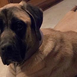Mastiffs and Miniature Australian Shepherds from M&M Aussie's & Mastiff's