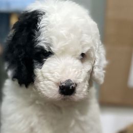 Dandelion - Sheepadoodle puppy in Bloomfield, New Jersey from C3 Sheepadoodles