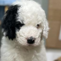 Dandelion - Sheepadoodle puppy in Bloomfield, New Jersey from C3 Sheepadoodles