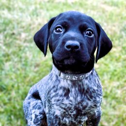 German Shorthaired Pointer Puppies from MaggieMae Andersen