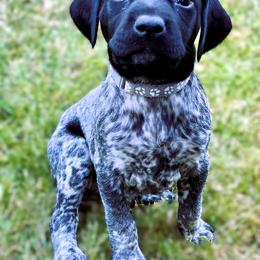 German Shorthaired Pointer Puppies from MaggieMae Andersen