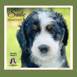 KYLA (now SADIE) - Tri-color female Bernedoodle puppy in Branchland, West Virginia from Our Appalachian Doodles