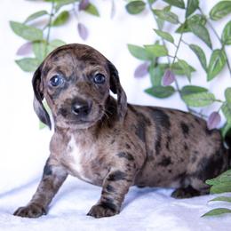 Rain - Dapple female Dachshund puppy in Atwater, California from Jes & 3 weens