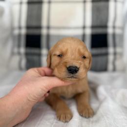 Male 2, Silver - Golden male Golden Retriever puppy in Utah from Deseret Peak Goldens