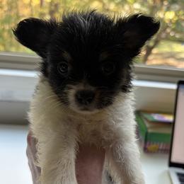 Henry - Black and tan male Companion Cross puppy in Massachusetts, Massachusetts from Boston Chi Chis