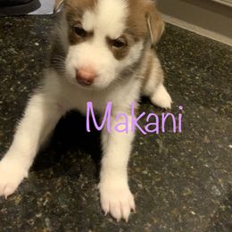 Siberian Husky Puppies from Weber Siberian Huskies