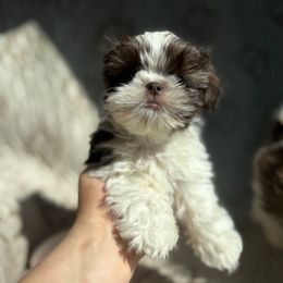 Branch  AKC - Chocolate male Shih Tzu puppy in Las Vegas, Nevada from Vegas Shih Tzus
