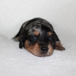Stunner - Dapple male Dachshund puppy in Fairfax, Iowa from Grayson’s Lovable Dachshunds