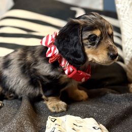 River - Dapple male Dachshund puppy in Meadville, Pennsylvania from Four Seasons Dachshunds