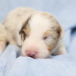 Red Merle Boy 3 - Red merle male Australian Shepherd puppy in Bagley, Iowa from Diamond M Aussies