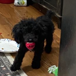Poodles and Yorkshire Terriers from Ruth's Pups
