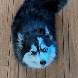 Jolene - Pomsky