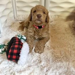 Goldendoodle Puppies from Lundee Doodles