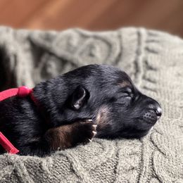Red Collar - Black and tan female German Shepherd puppy in Eagle Creek, Oregon from Platz German Shepherds