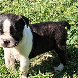 Porthos - Black brindle and white male Boston Terrier puppy in Smallett, Missouri from B's Bostons