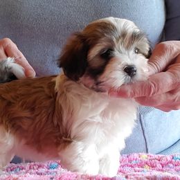 Havanese from High Moon Havanese