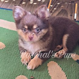 Muffin - Merle female Chihuahua puppy in Bowdon, Georgia from Paschal's Pups
