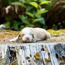 Duke (Green Collar) - Red male Bernedoodle puppy in Stanwood, Washington from Butter Cup Pups and Paws