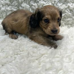 Cowboy - Cream male Dachshund puppy in Council Hill, Oklahoma from Rocky Springs Ranch