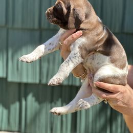 German Shorthaired Pointer Puppies from Echo Acres Farm