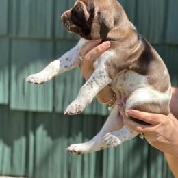 German Shorthaired Pointer Puppies from Echo Acres Farm